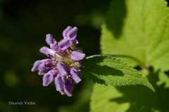 Phlomis bracteosa